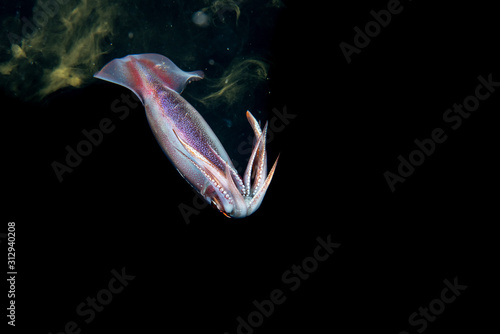 Tintenfisch bei Blackwater Tauchgang im Meer bei Bali, Indonesien