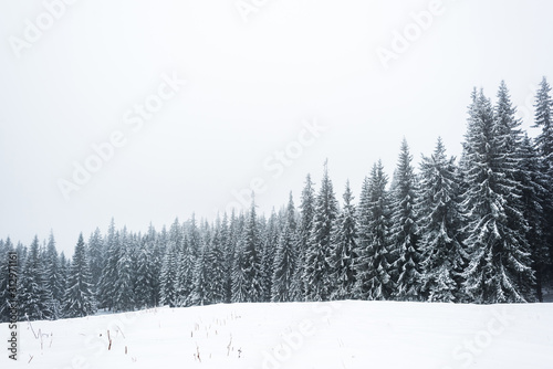 pine trees forest covered with snow on white sky background