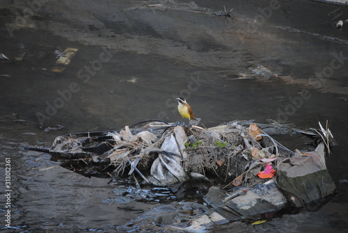 Pájaro y agua