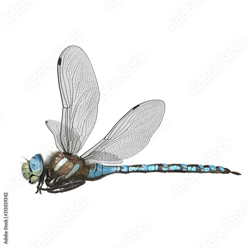 3d rendered paddle tailed darner dragonfly isolated on white background