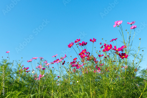 Landscape of Cosmos flowers blooming in field and blue sky with copy space