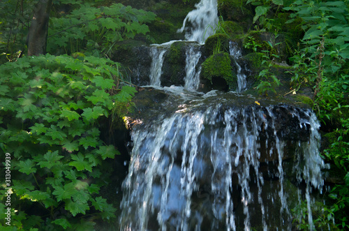 A forest waterfall in the summer