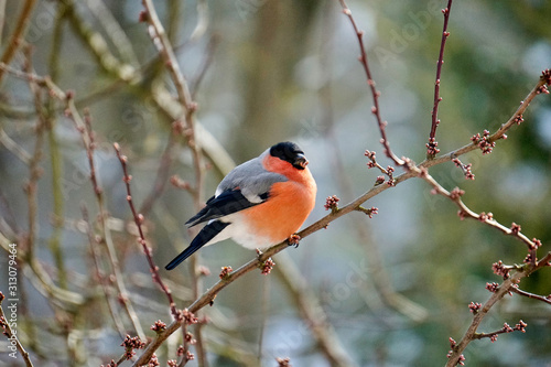 male gimpel sitting on a cherry tree