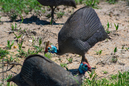 Helmeted guineafowl (Numida meleagris)