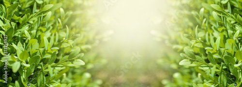 natural boxwood bushes, sunlight among the bushes, spring background panorama