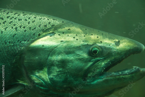 The Chinook salmon (Oncorhynchus tshawytscha) also called king salmon. Fish on their way to spawning, view from Ballard Locks in Seattle.