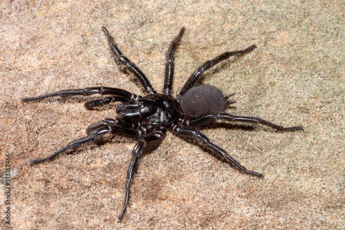 Sydney Funnel Web Spider