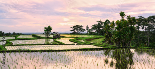 (Selective focus) Stunning view of a farmer hut's and a beautiful and colorful morning sky reflected in the rice fields. Jatiluwih rice terrace, Tabanan Regency, North Bali, Indonesia.