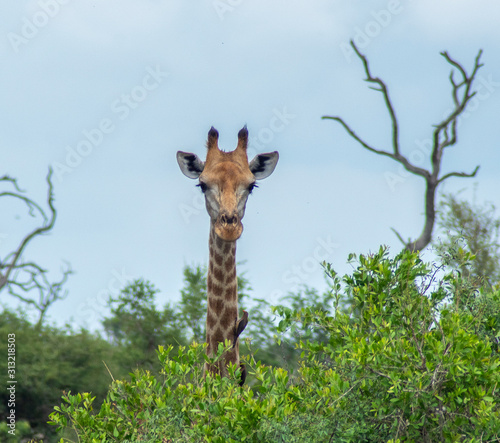 Giraffe