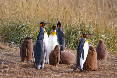 A colony of King Penguins, Aptenodytes patagonicus, resting in the grass at Parque Pinguino Rey, Tierra del Fuego Patagonia. Environment, ecology