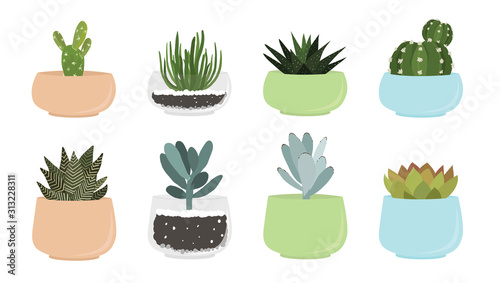 Various succulent and cacti in pots, vector drawing