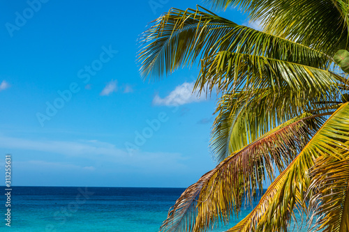 Trinidad, Cuba. Coconut on an exotic beach with palm tree entering the sea on the background of a sandy beach, azure water, and blue sky.