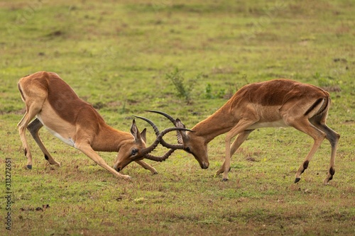 South African impala fighting head to head