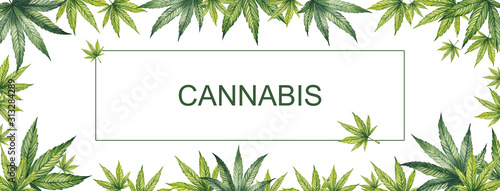 Banner of green leaves of cannabis on a white background. Watercolor illustration. In the center is a place for your text.