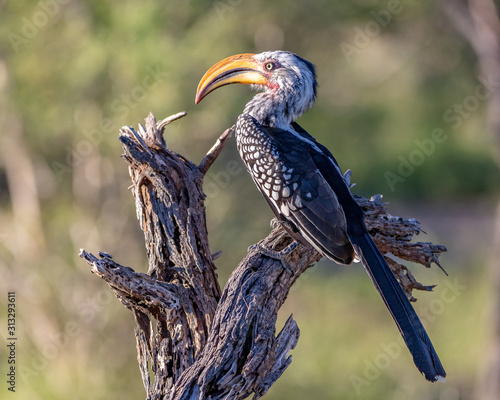 yellow billed hornbill on a dead tree in africa