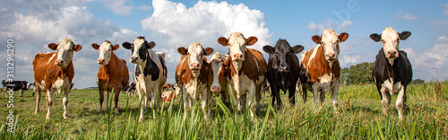 Group of cows stand upright on the edge of a meadow in a pasture, a panoramic wide view