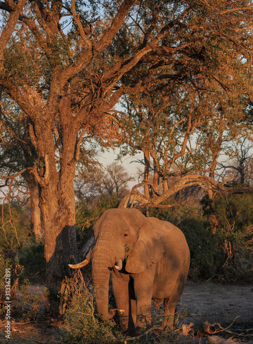 Savanna, or African elephant, Loxodonta africana, feeding on tree branches in sunset light.