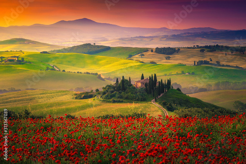 Stunning red poppies blossom on meadows in Tuscany, Pienza, Italy