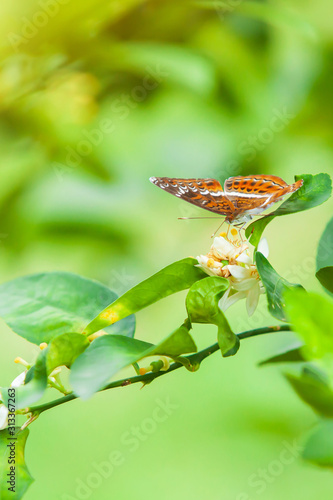 The Knight butterfly pollinating on lemon flowers.