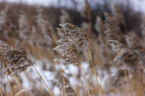 winter view of the reeds covered with snow