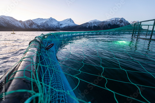 Lachszucht in Norwegen im Netzgehege, kontrollierte Aufzucht im Meerwasser Fjord