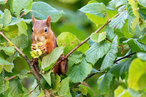 Red Squirrel (Sciurus vulgaris) Collecting Hazelnuts