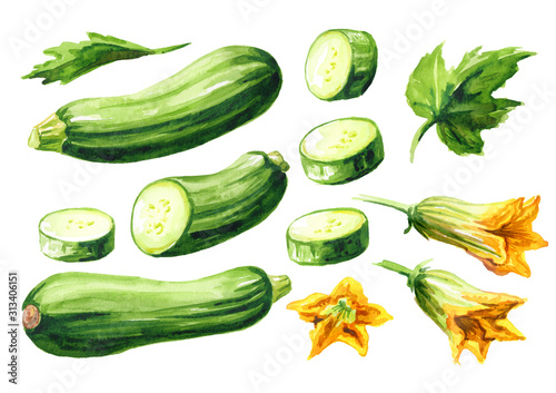 Green whole and cut zucchini vegetables with leaf and flower set. Hand drawn watercolor illustration, isolated on white background