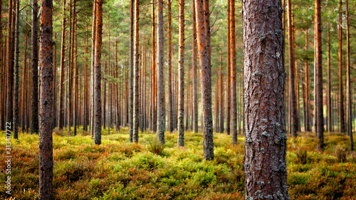 Beautiful Latvian forest landscape in autumn colors. Amazing sea side Pine tree forests with fresh and soft moss ground.