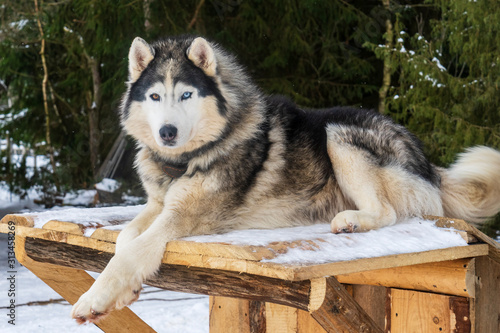 Alaskan malamute funny face on the winter background. Pretty dog. Animal concept.