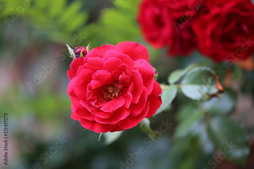 Kwitnąca róża czerwona ogrodowa