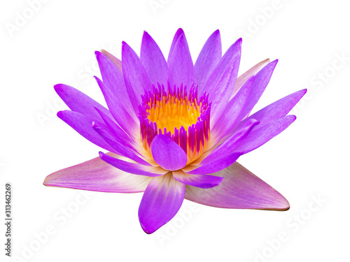 Purple violet lotus flower or water lily isolated on white background.