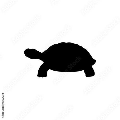 vector illustration of turtle