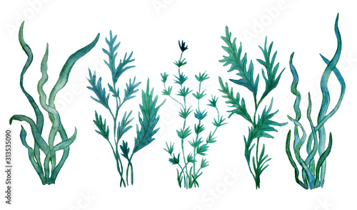 watercolor hand drawn illustration green blue water seaweed algae marine food labels kelp laminaria spirulina organic 