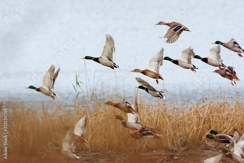 Mallard duck flying over the lake