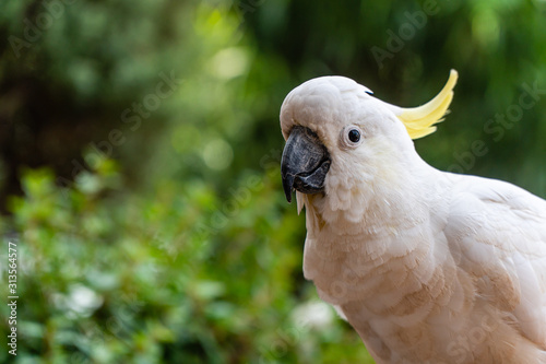 portrait of a yellow crested cockatoo