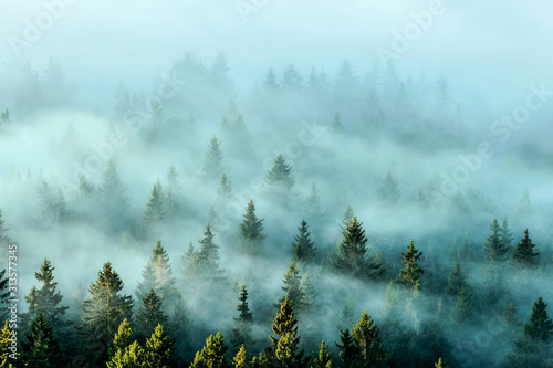 Misty mountains with fir forest in fog. Foggy trees in morning light.