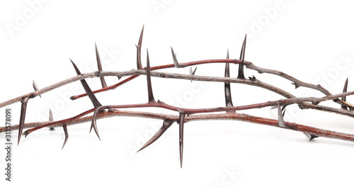 Acacia tree branch with thorns isolated on white background, clipping path