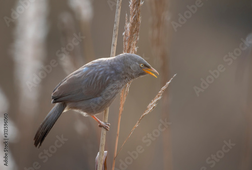 Jungle babbler