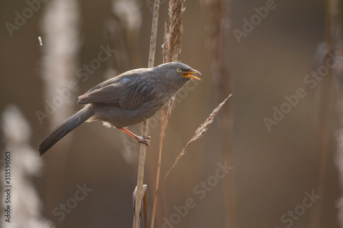 Jungle babbler