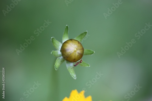 Mrówka na pąku kwiatu makro