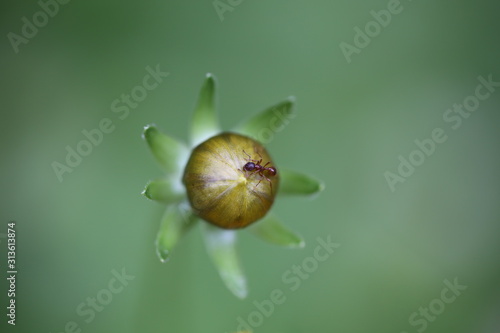 mrówka w ogrodzie, pąk kwiatu