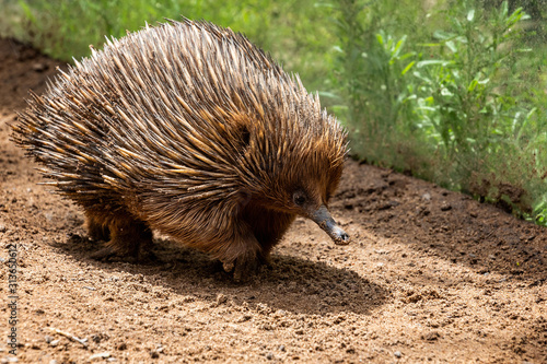 Close up of spiny scurrying Echidna in Australia
