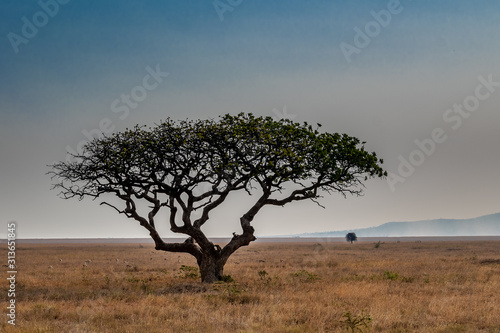 Savane Afrique