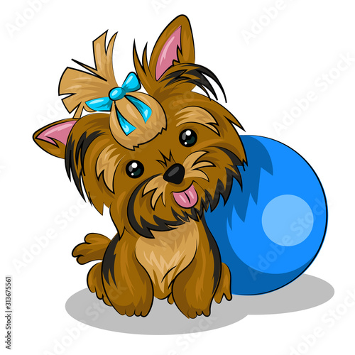 dog yorkshire terrier with blue ball isolated at the white background