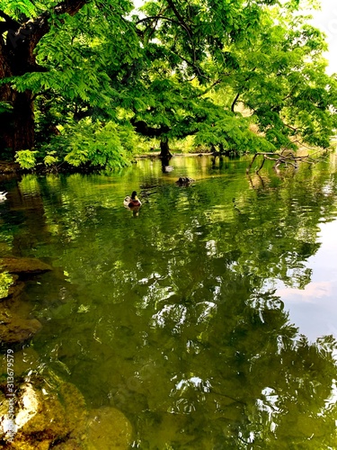 Ducks on the lake in Milan