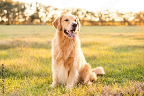 Golden Retriever dog enjoying outdoors at a large grass field at sunset, beautiful golden light