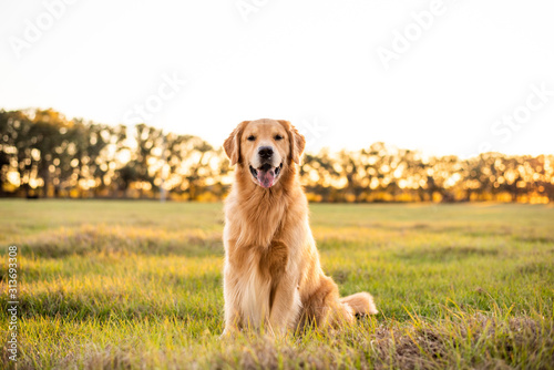 Golden Retriever dog enjoying outdoors at a large grass field at sunset, beautiful golden light