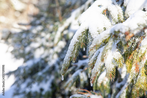 drzewo iglaste pokryte śniegiem