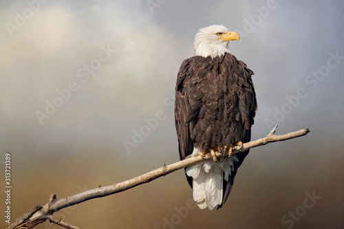 Original textured photograph of a majestic bald eagle sitting on the branch of a tree