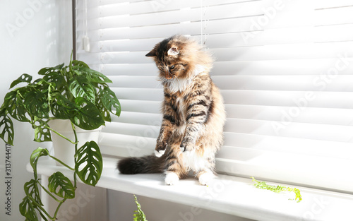 Adorable cat playing with houseplant on window sill at home